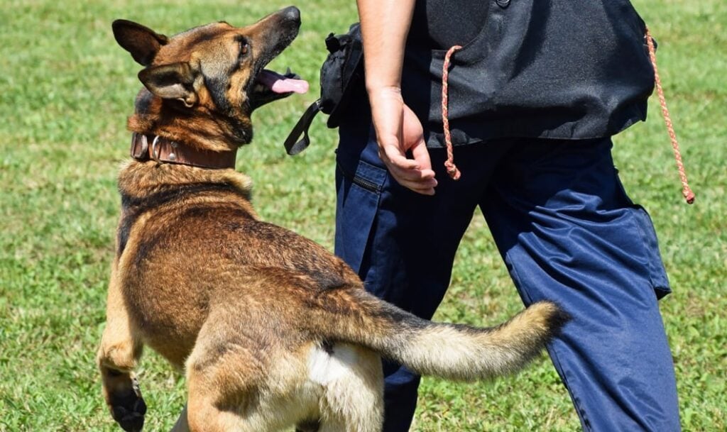 politiehonden speurhonden dogline acana agility