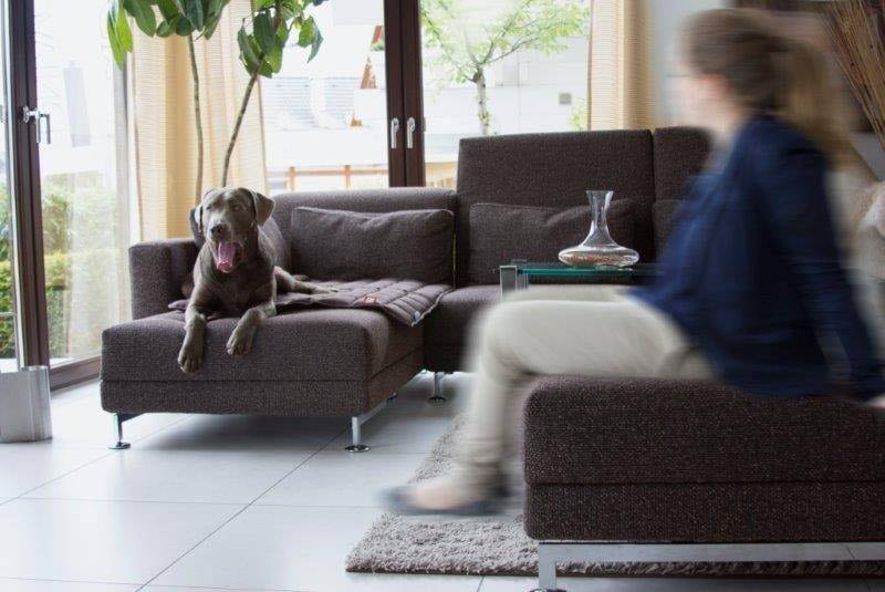 doctor bark hondendeken hond op een bank