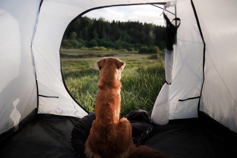 hond mee op vakantie
