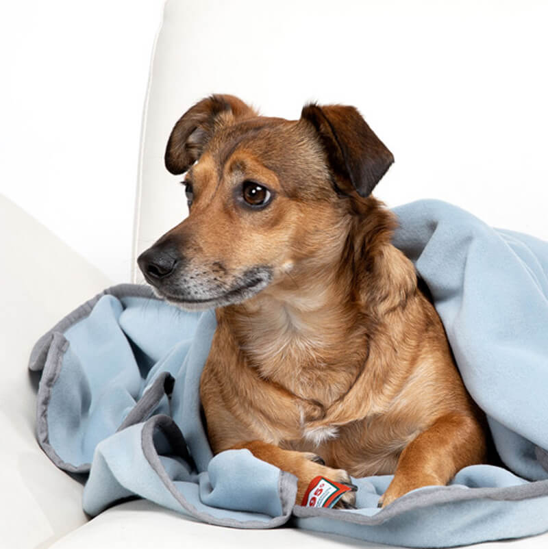 Doctor Bark Honden Fleece Deken Licht Blauw - Afbeelding 7