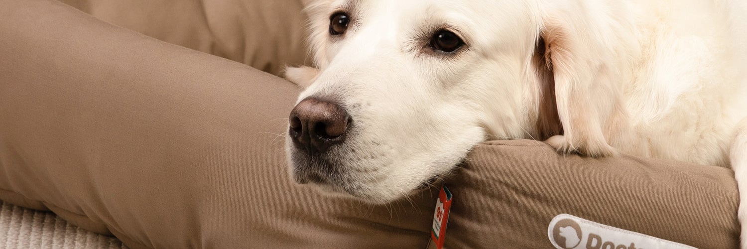 Dogline Doctor Bark Hondenmand met een golden retriever