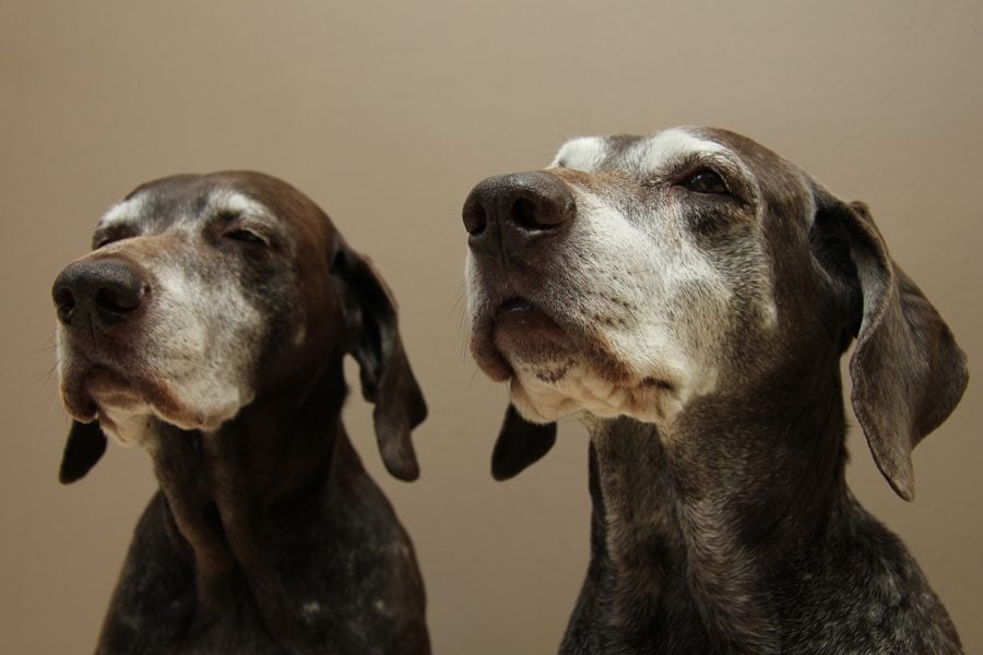 artrose is een ouderdomskwaal maar komt ook bij jongere honden voor
