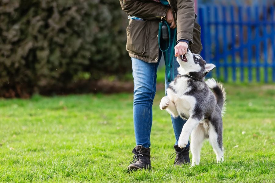 vrouw traint puppy husky